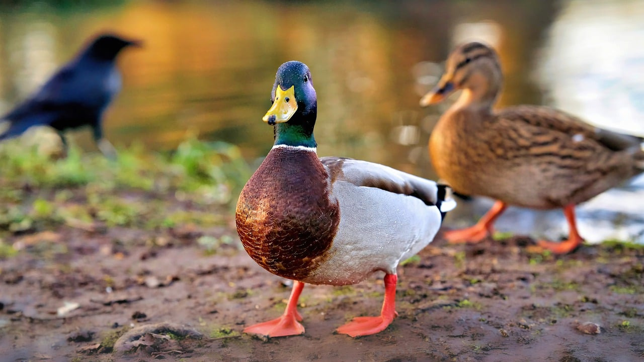 La graisse de canard est-elle bonne pour la santé.