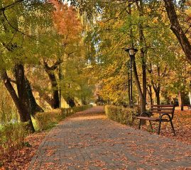 Écologie_:_quand_des_grandes_villes_plantent_des_arbres_en_nombre
