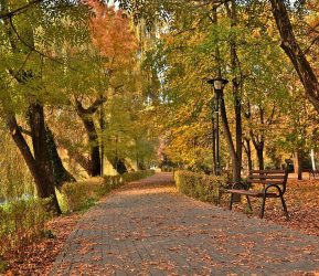 Écologie_:_quand_des_grandes_villes_plantent_des_arbres_en_nombre