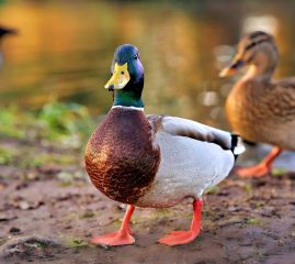 Qu_est_ce_que_la_graisse_de_canard_?