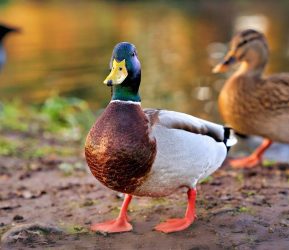 Qu_est_ce_que_la_graisse_de_canard_?