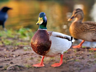 Qu_est_ce_que_la_graisse_de_canard_?